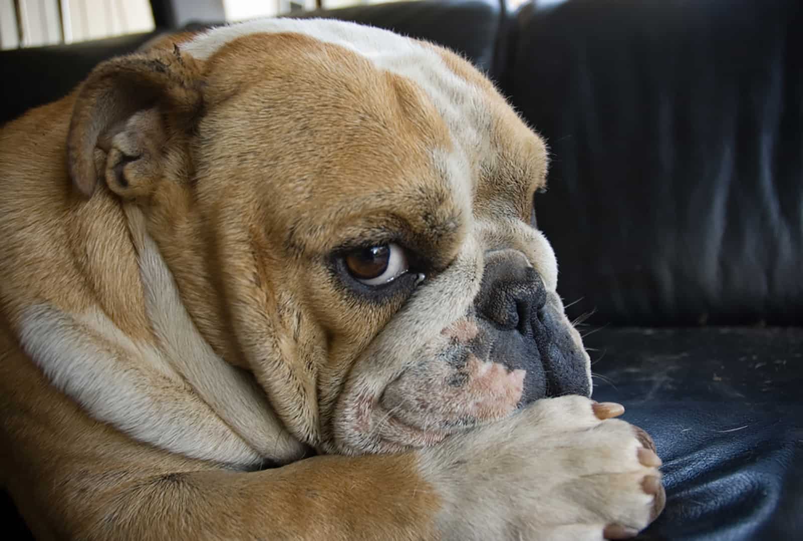 bulldog giving sideways glance while lying on the couch