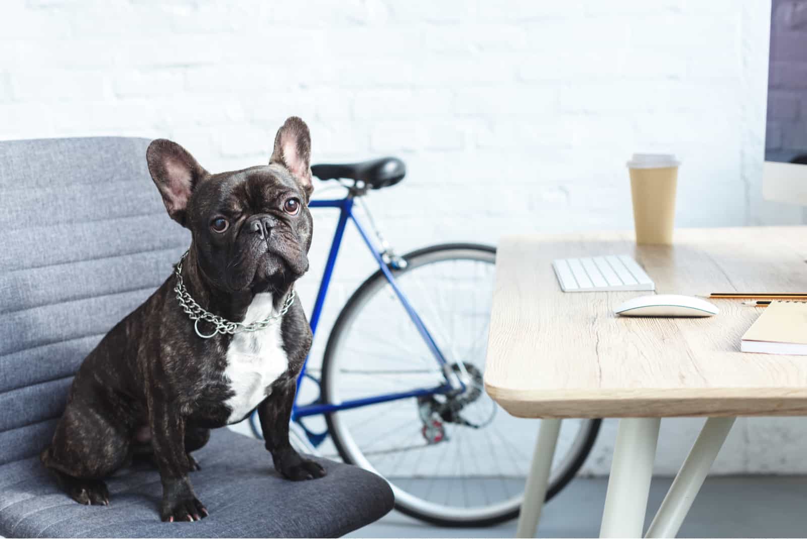 bulldog sitting on chair