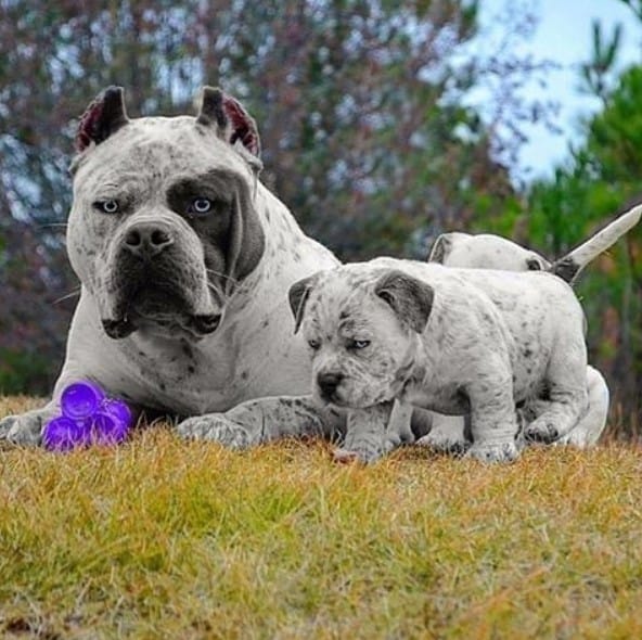 bulldog with puppy in the field