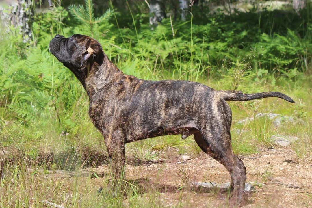 Bullmastiff