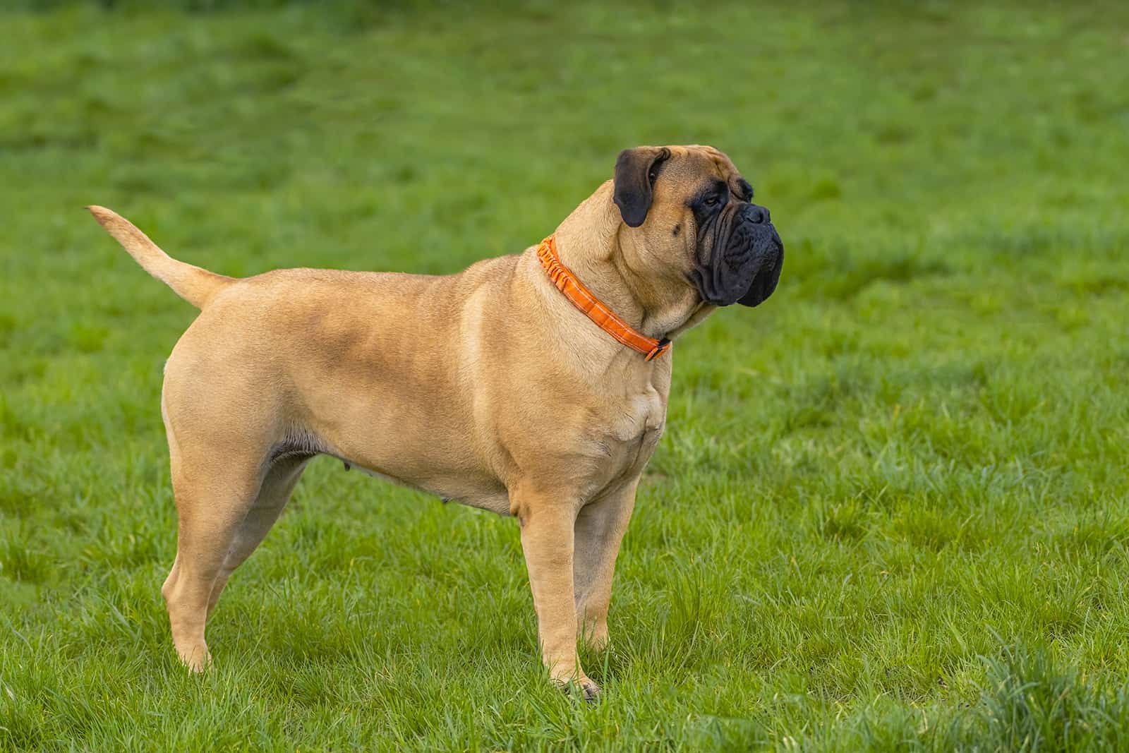 bullmastiff dog standing on the grass