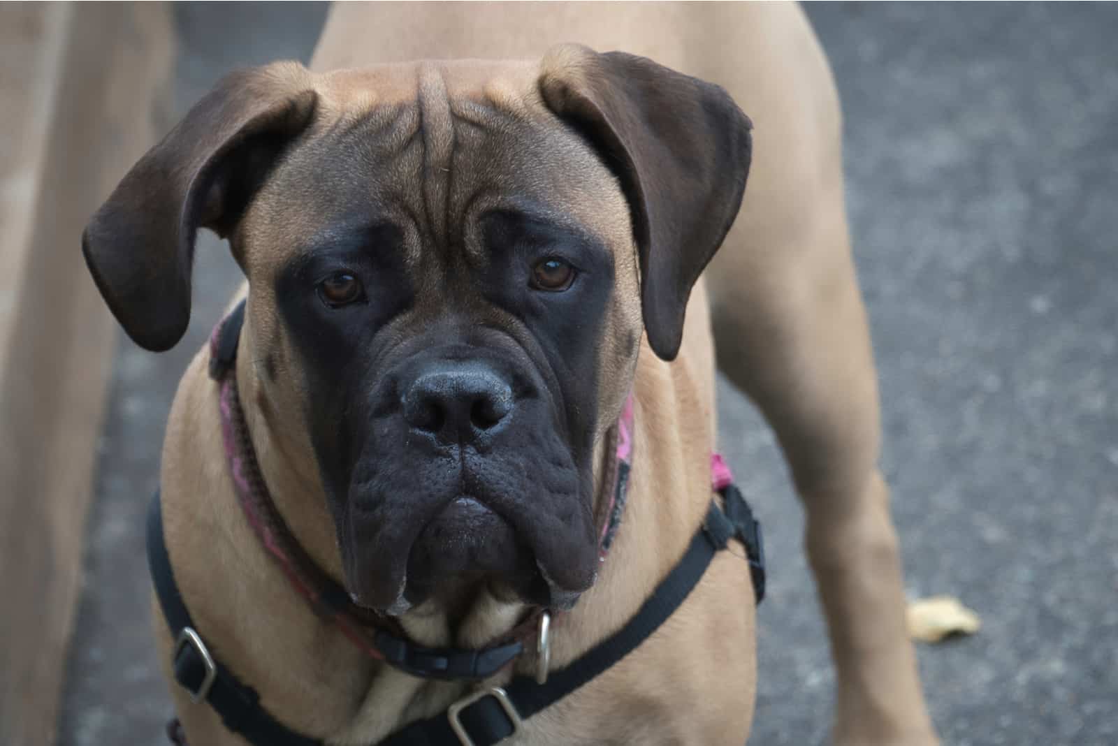 bullmastiff dog looking at camera