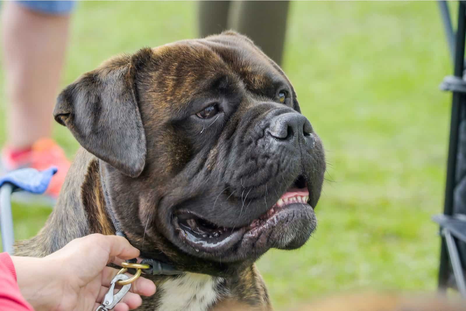 bullmastiff dog on the grass