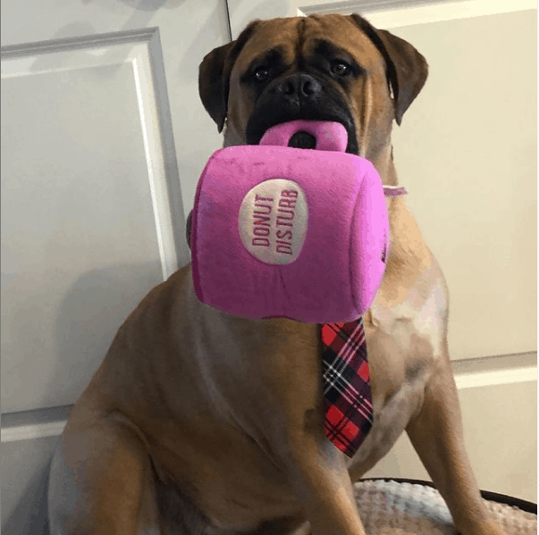 Bullmastiff hodling a toy