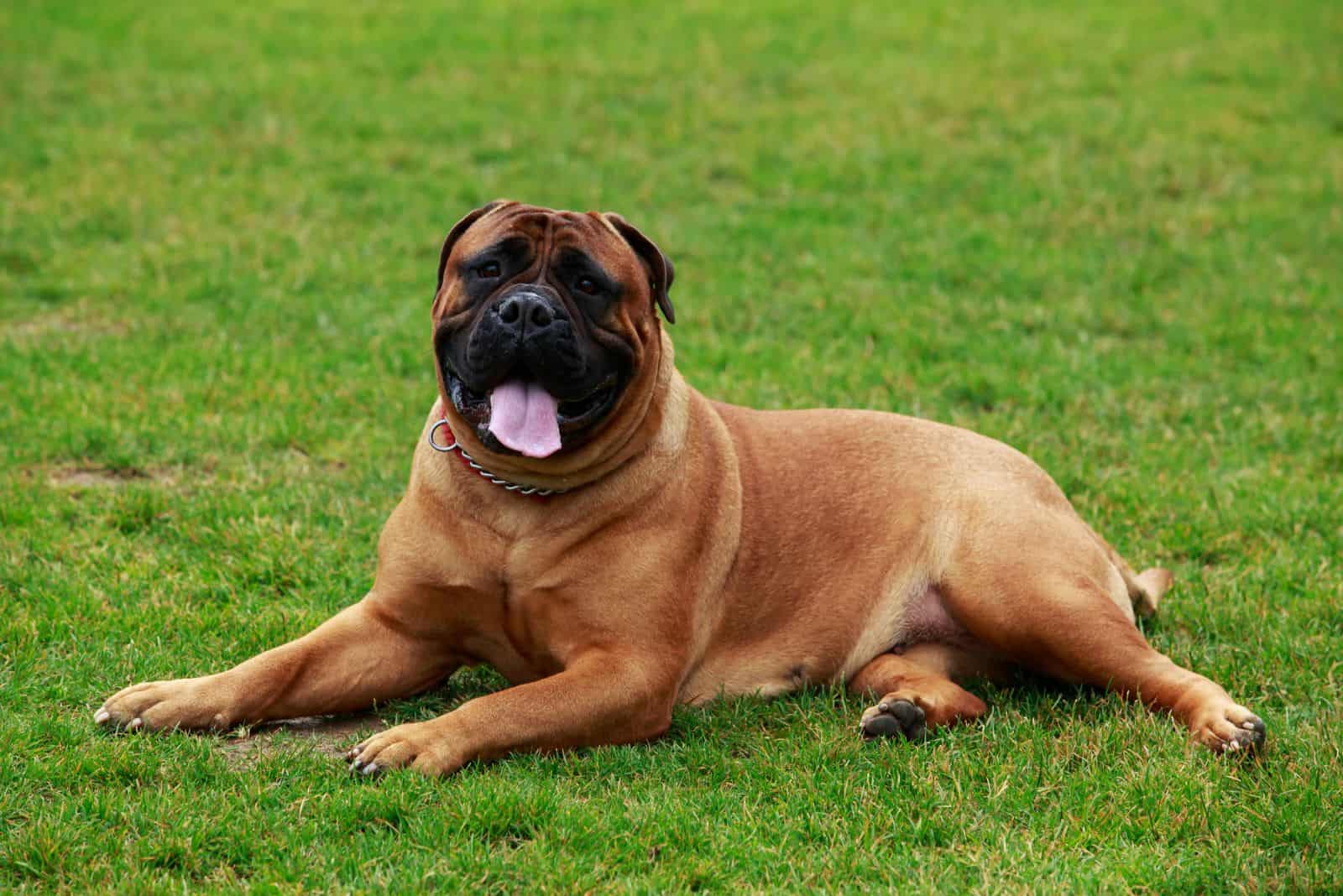 Bullmastiff is lying on the grass