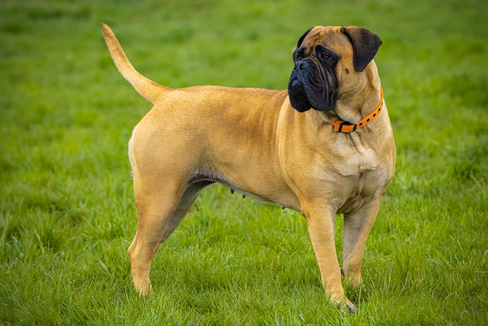 Bullmastiff is standing on the grass