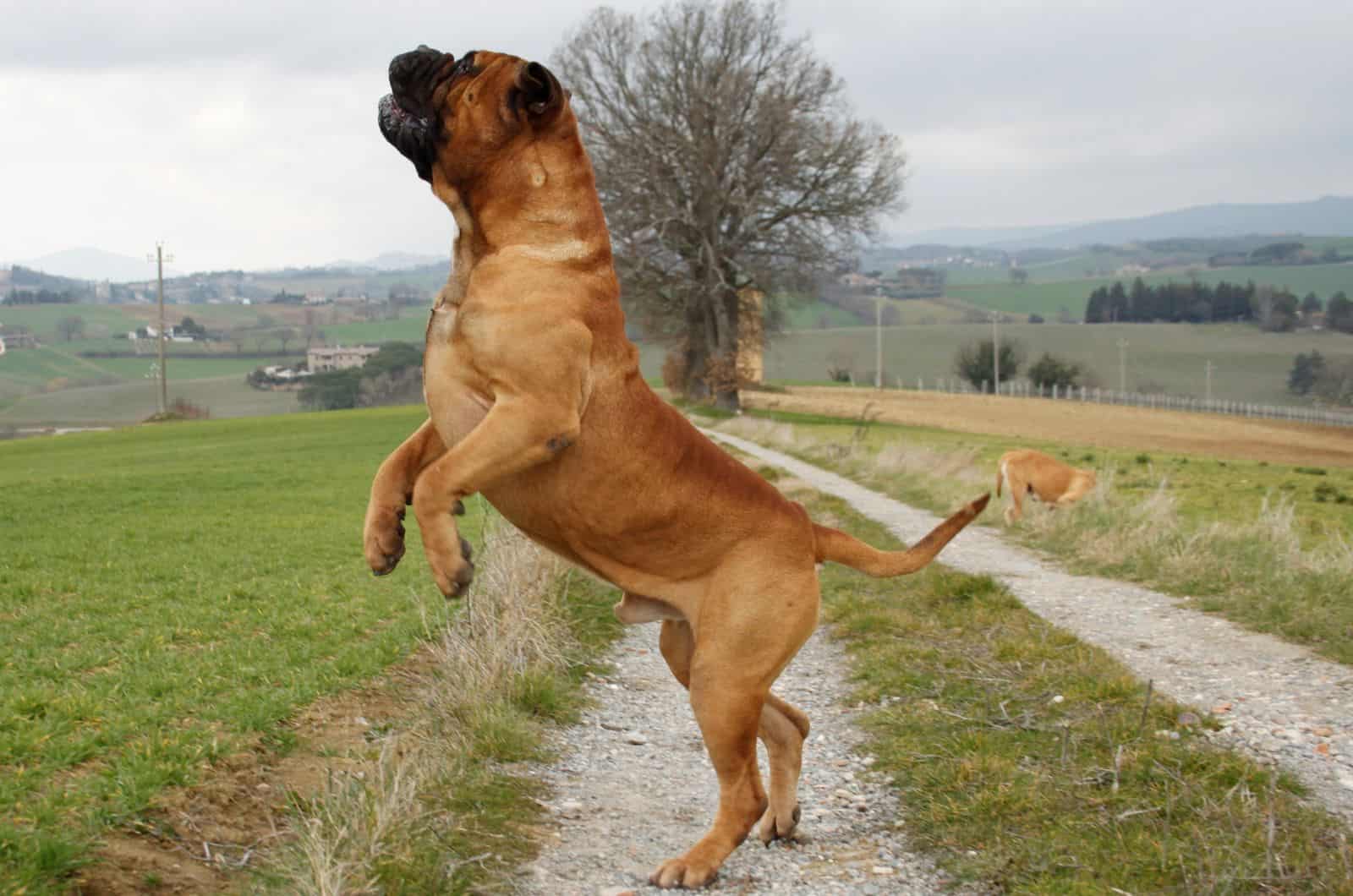 Bullmastiff jumping on country road