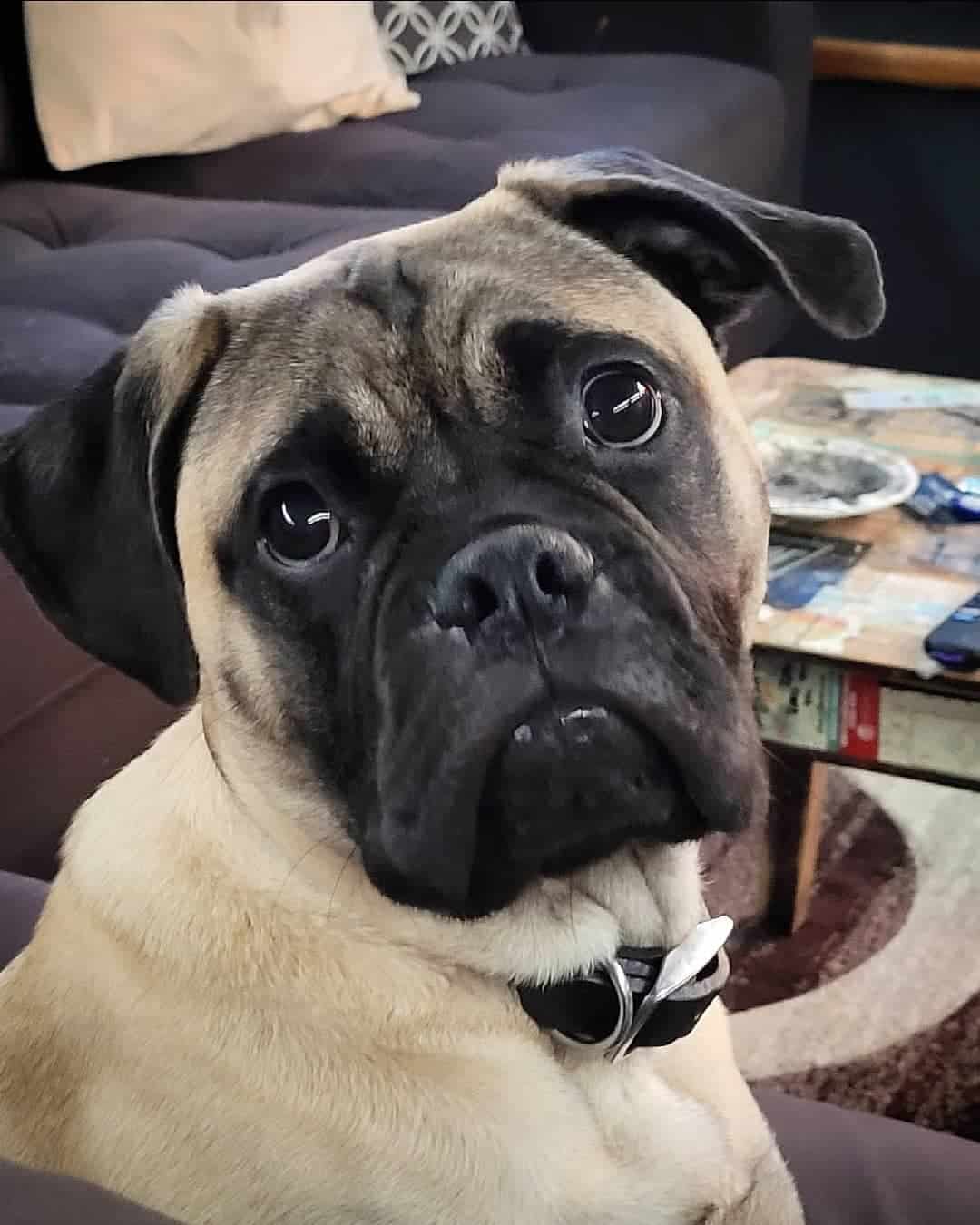 Bullmastiff Pug looking at the camera