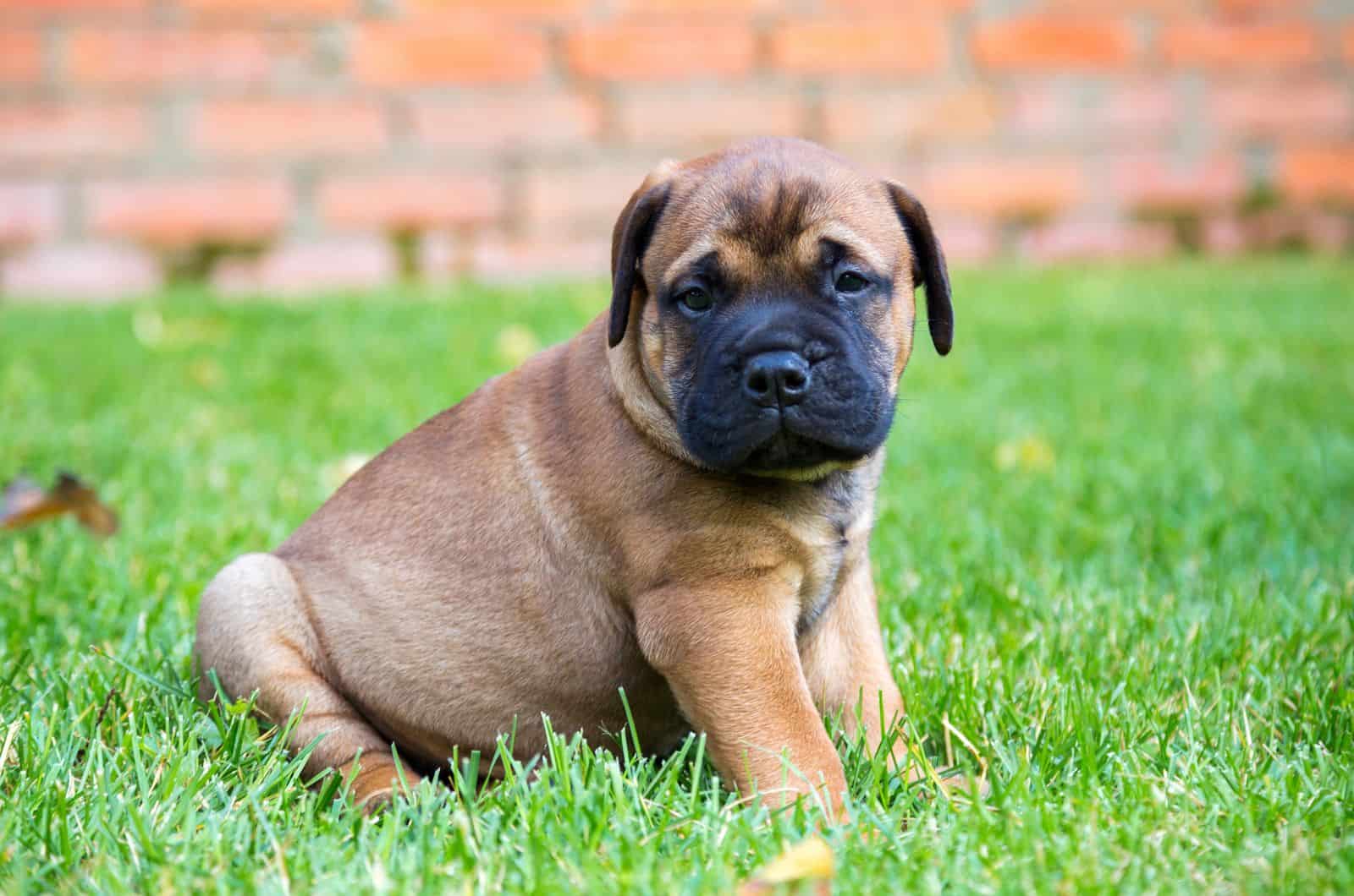 bullmastiff puppy laying on green grass