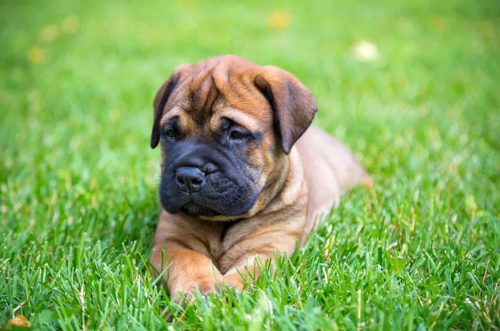 Bullmastiff puppy lying on a green grass