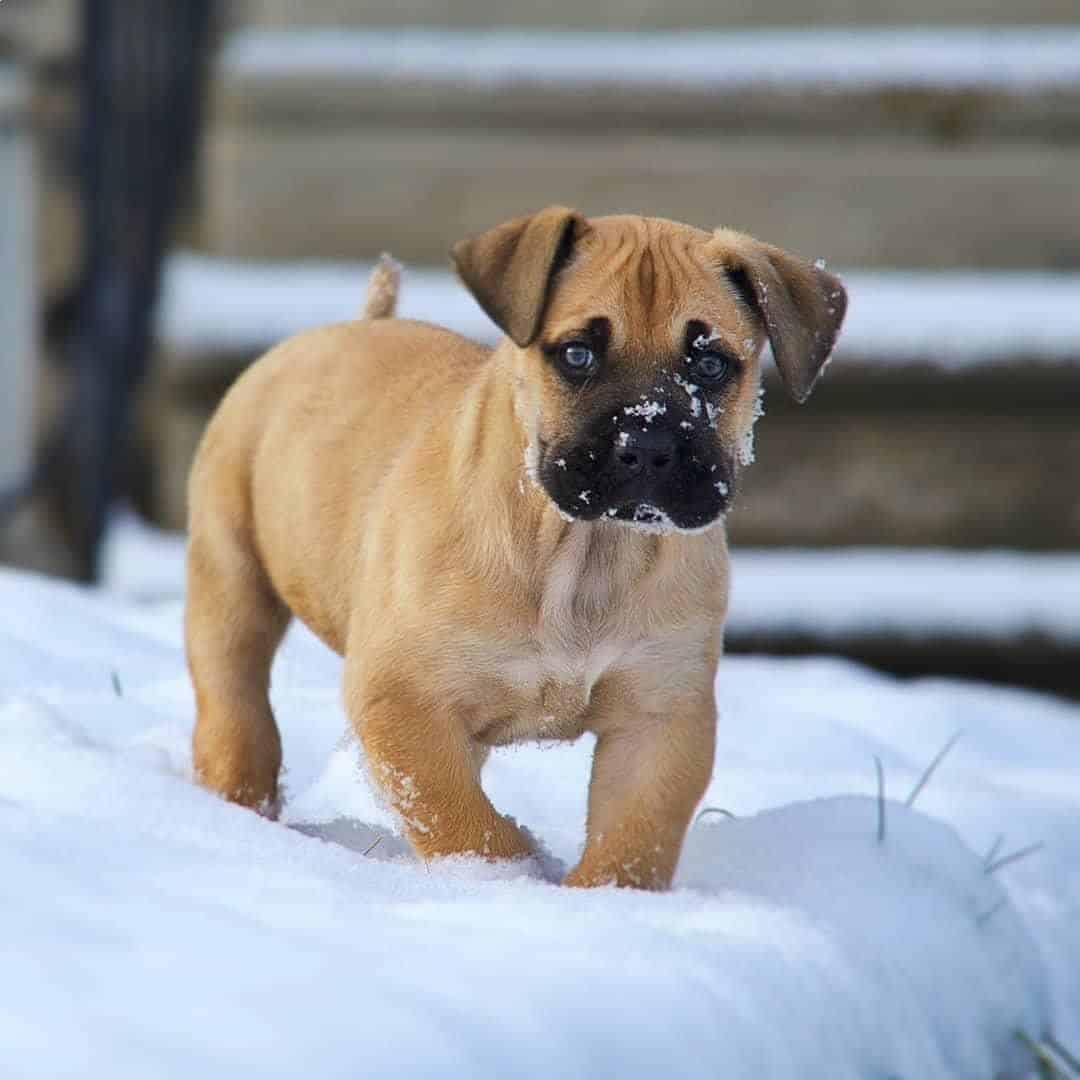 bullmastiff puppy