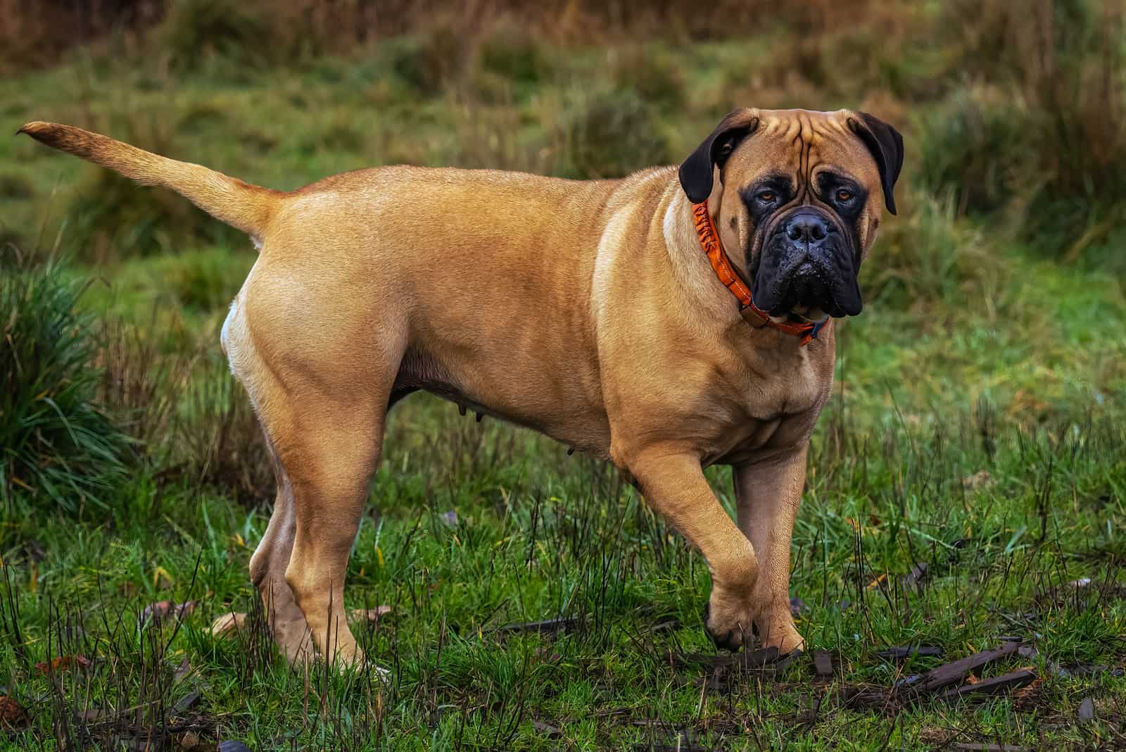 Bullmastiff set in a meadow