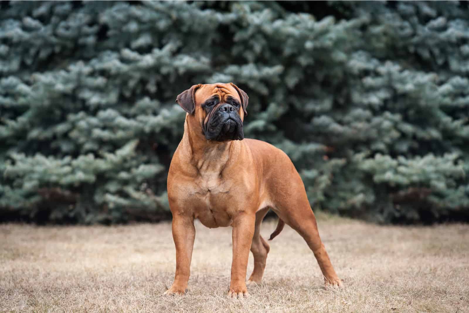 Bullmastiff standing outside on grass