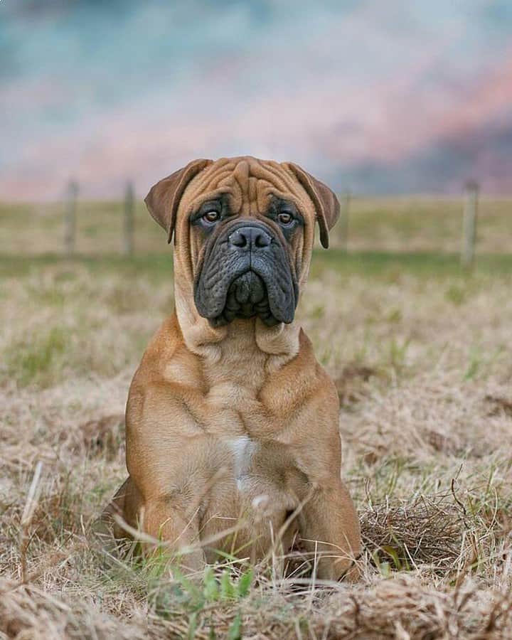 bullmastiff