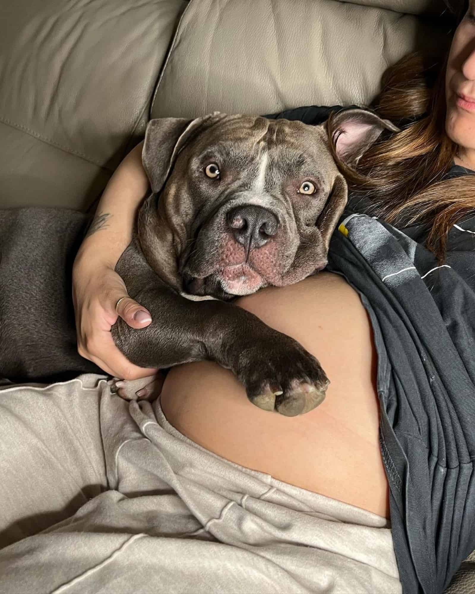 bully embracing pregnant woman's belly on the couch