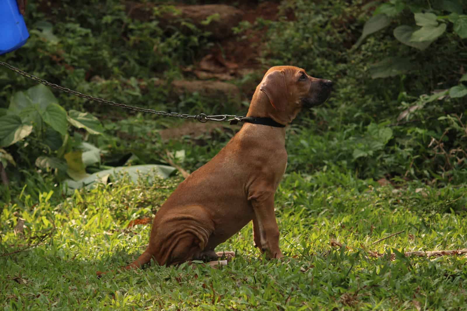 Bully Kutta