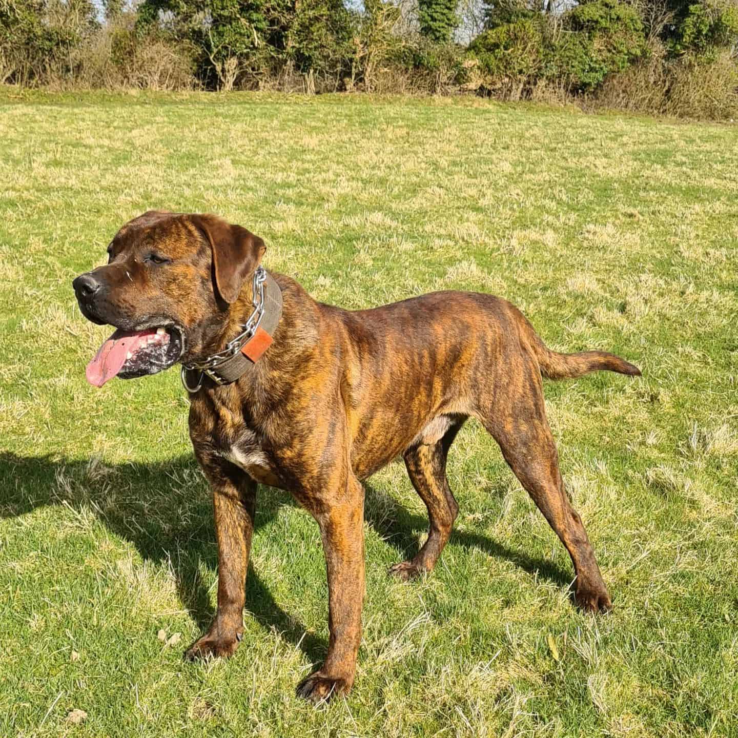 Bully Kutta dog on the grass