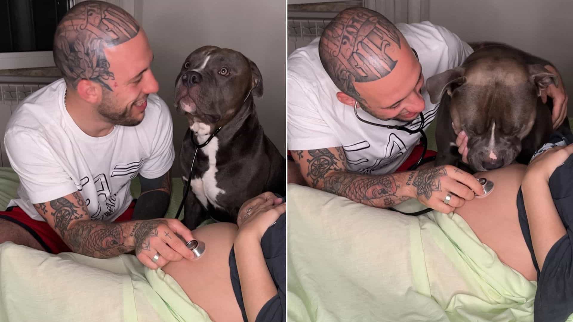 Bully Listens To His Hooman Sister In Belly With A Stethoscope And It’s Pawdorable