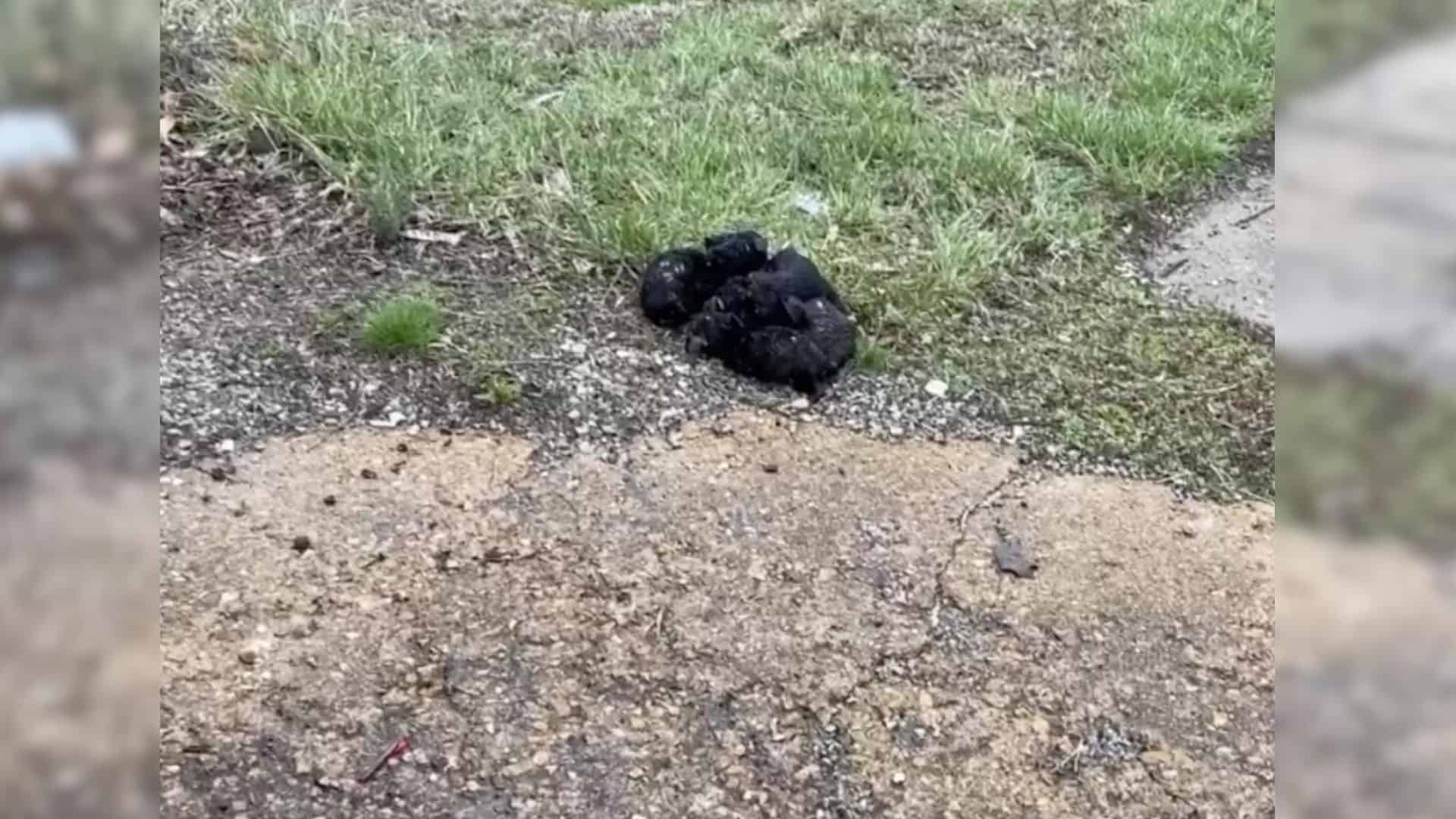 A Fluffy Pile Of Puppies Abandoned By The Road Saved By A Bus Driver