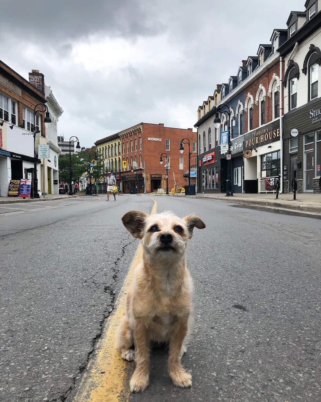 cairn terrier chihuahua mix dog on the street