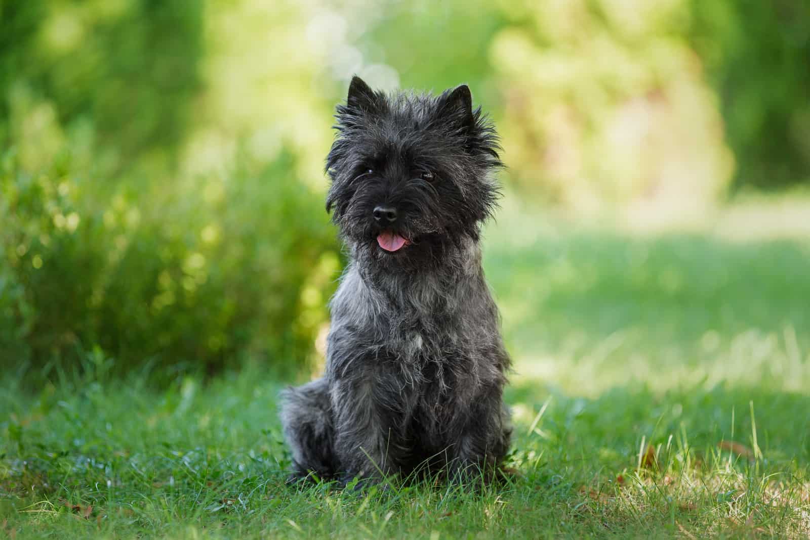 Cairn Terrier sitting on grass