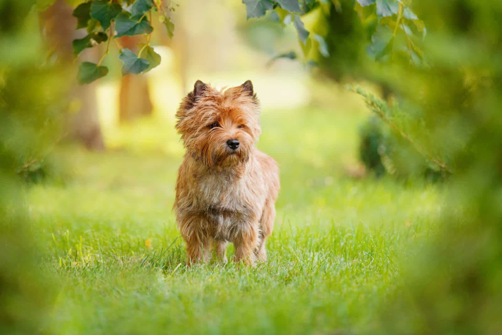 cairn terrier walking on grass