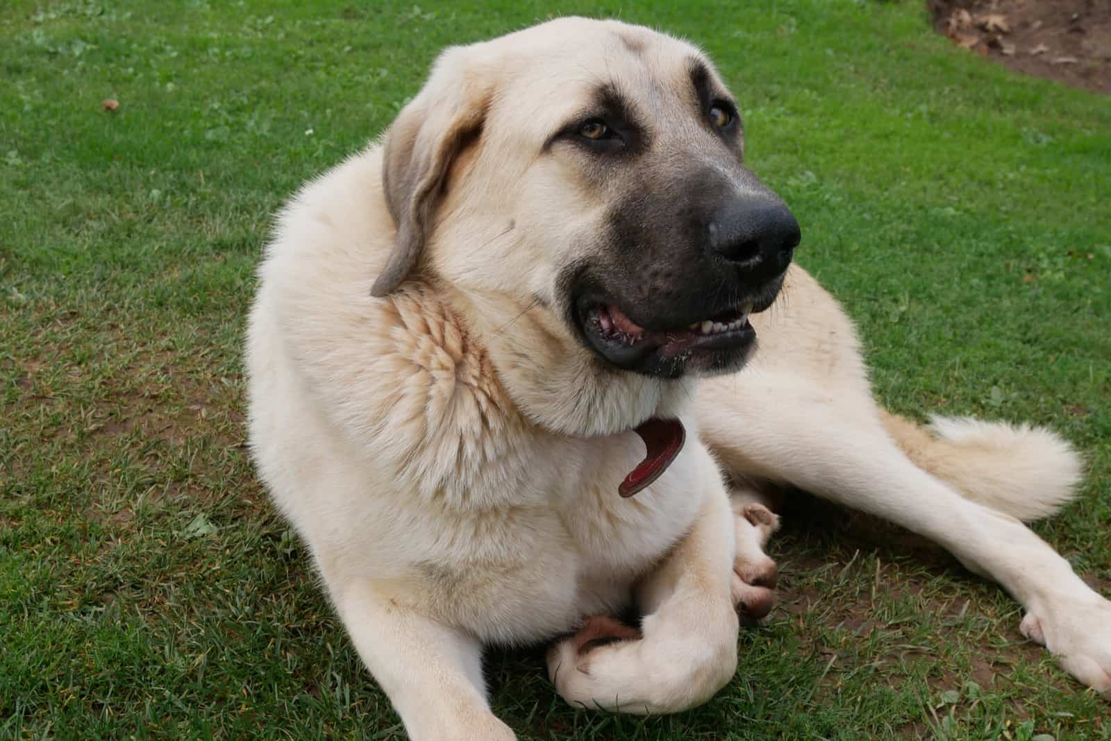 Calm mastiff dog in the garden