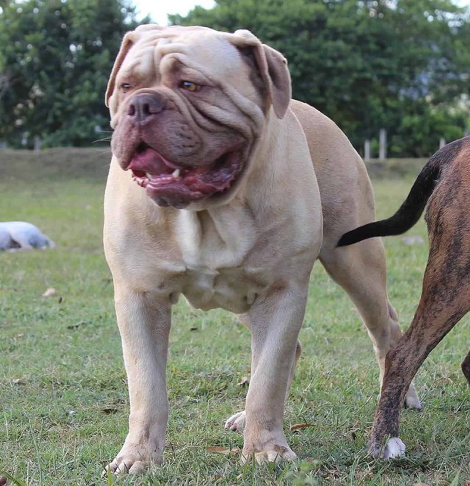 campeiro bulldog in the park