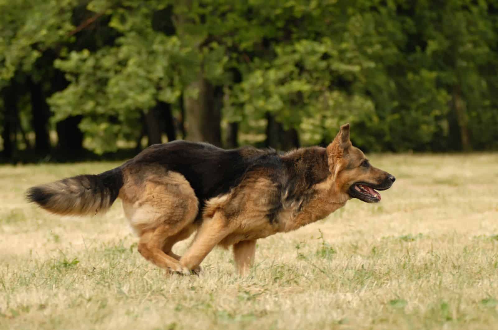 Can A German Shepherd Be A Hunting Dog?