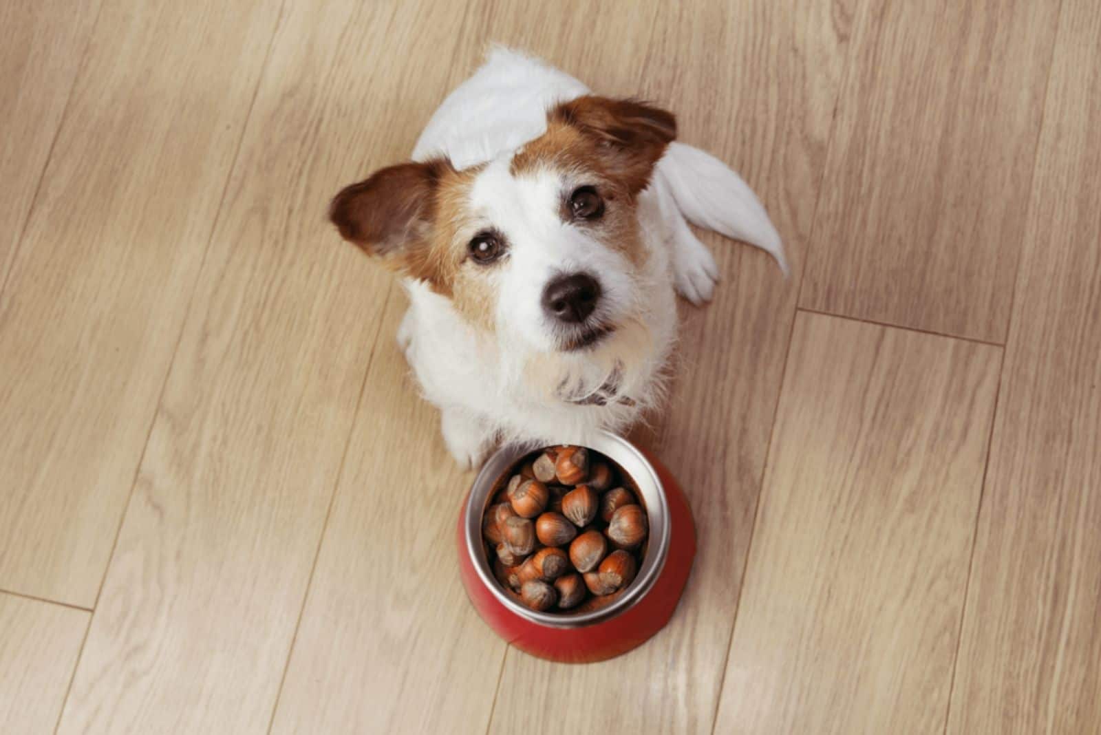 Can Dogs Eat Chestnuts? Health Advice For Worried Dog Owners