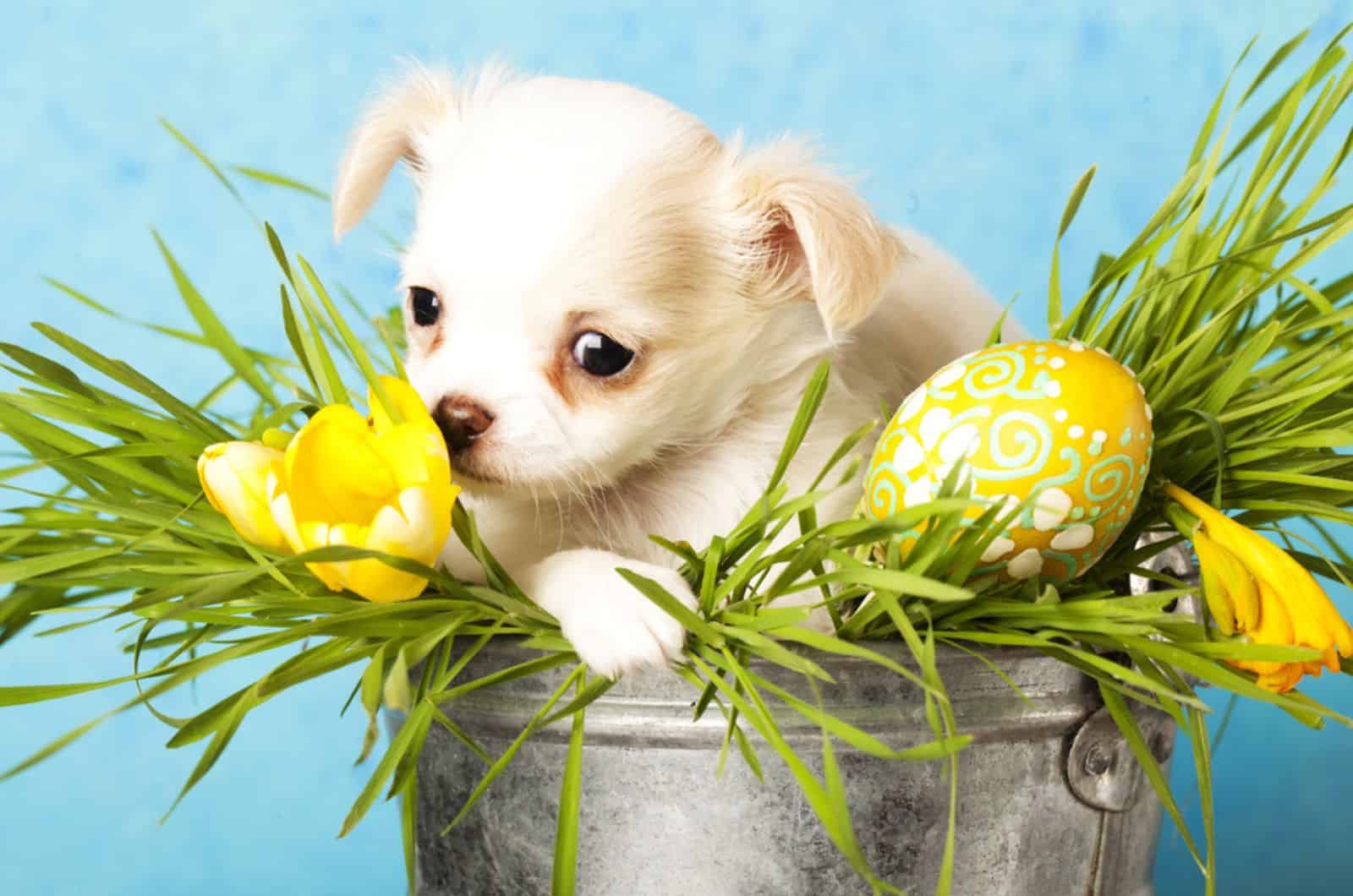 Can Dogs Eat Easter Grass? These 5 Alternatives Are Safer Options