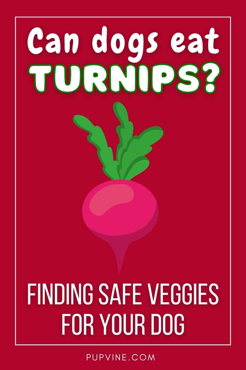 Can Dogs Eat Turnips? Finding Safe Veggies For Your Dog