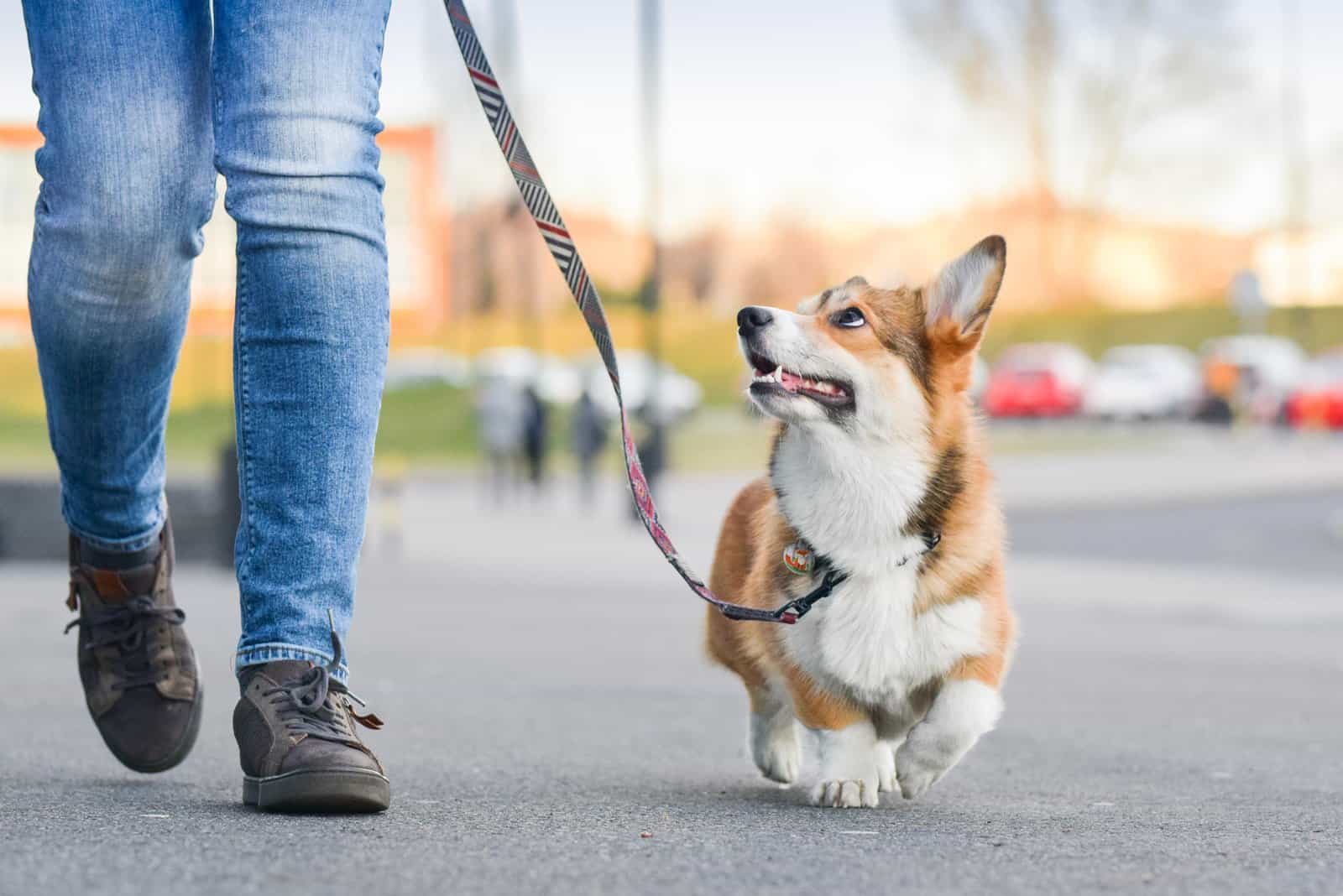 Can Dogs Get Sexually Attracted To Humans? Detailed Answer