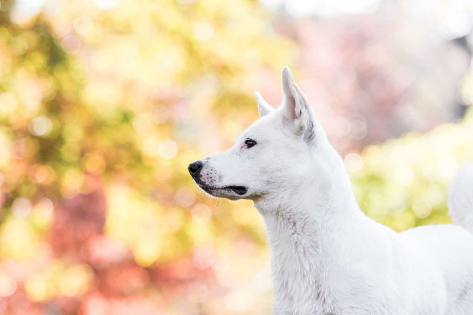 Canaan dog in park