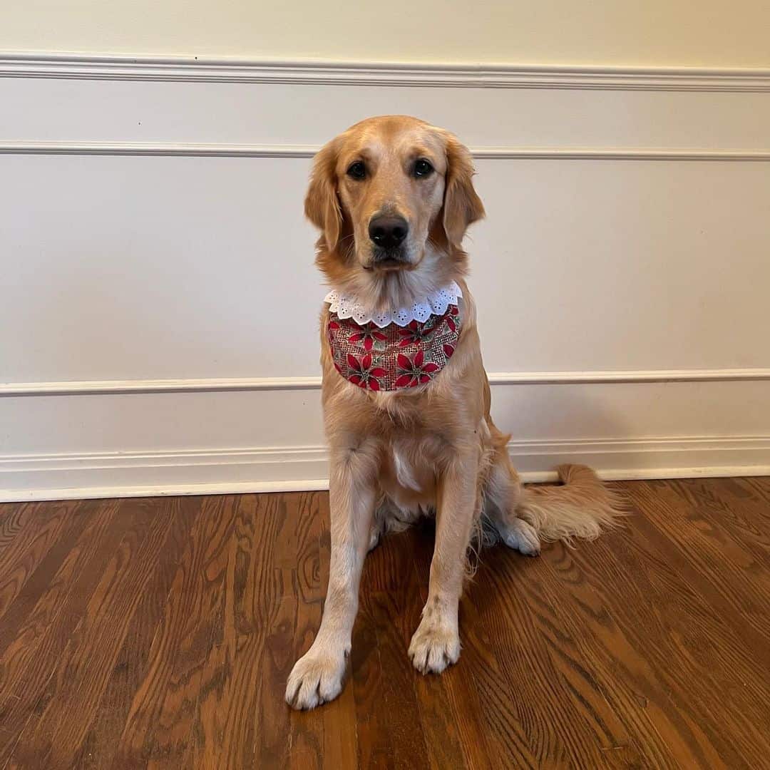 canadian golden retriever