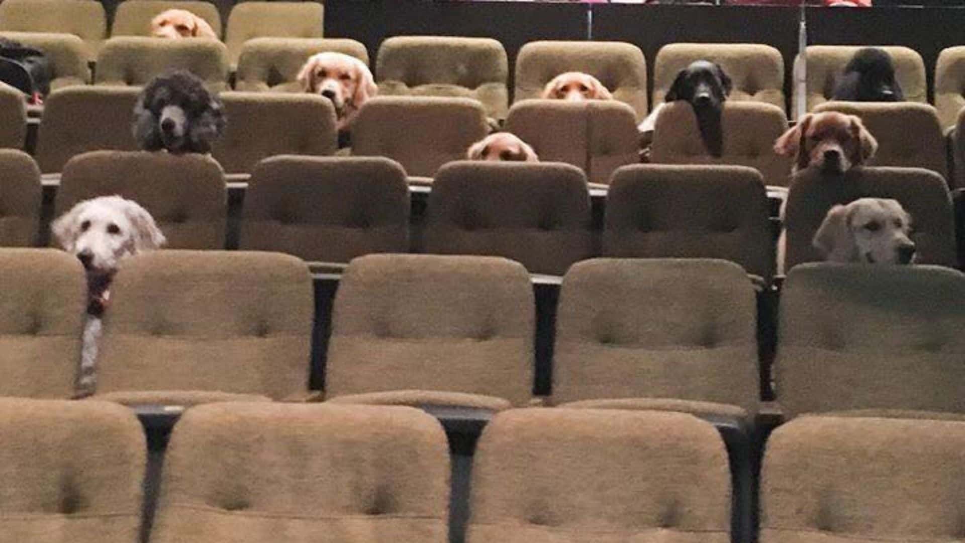 K9 Dogs Attending A Musical Is Everything You Need To See Today