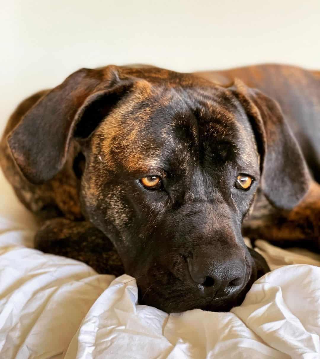 Cane Corso