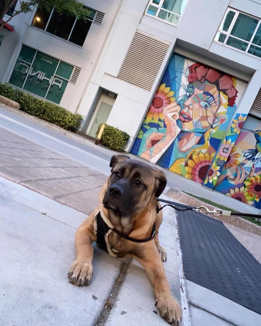 cane corso akita mix