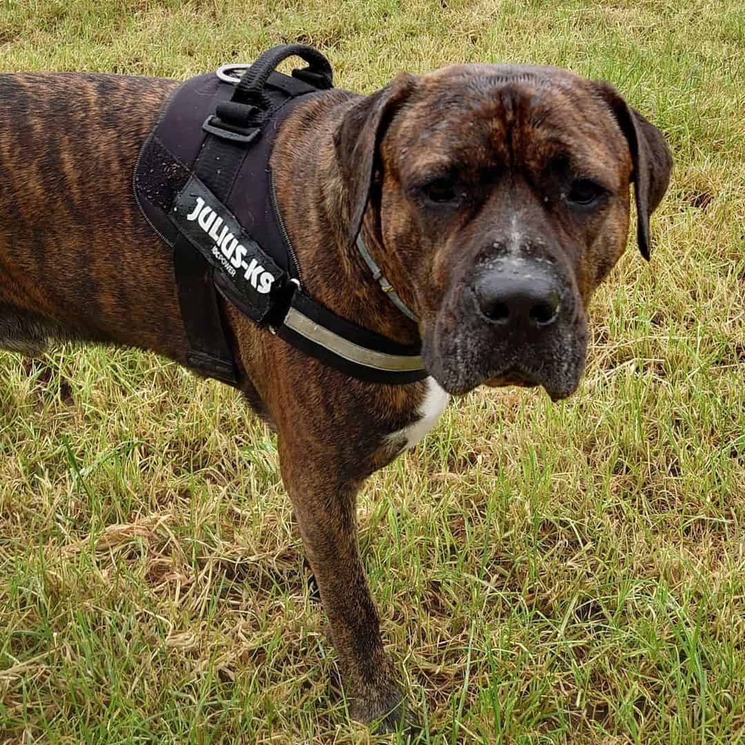 Cane Corso American Bulldog Mix