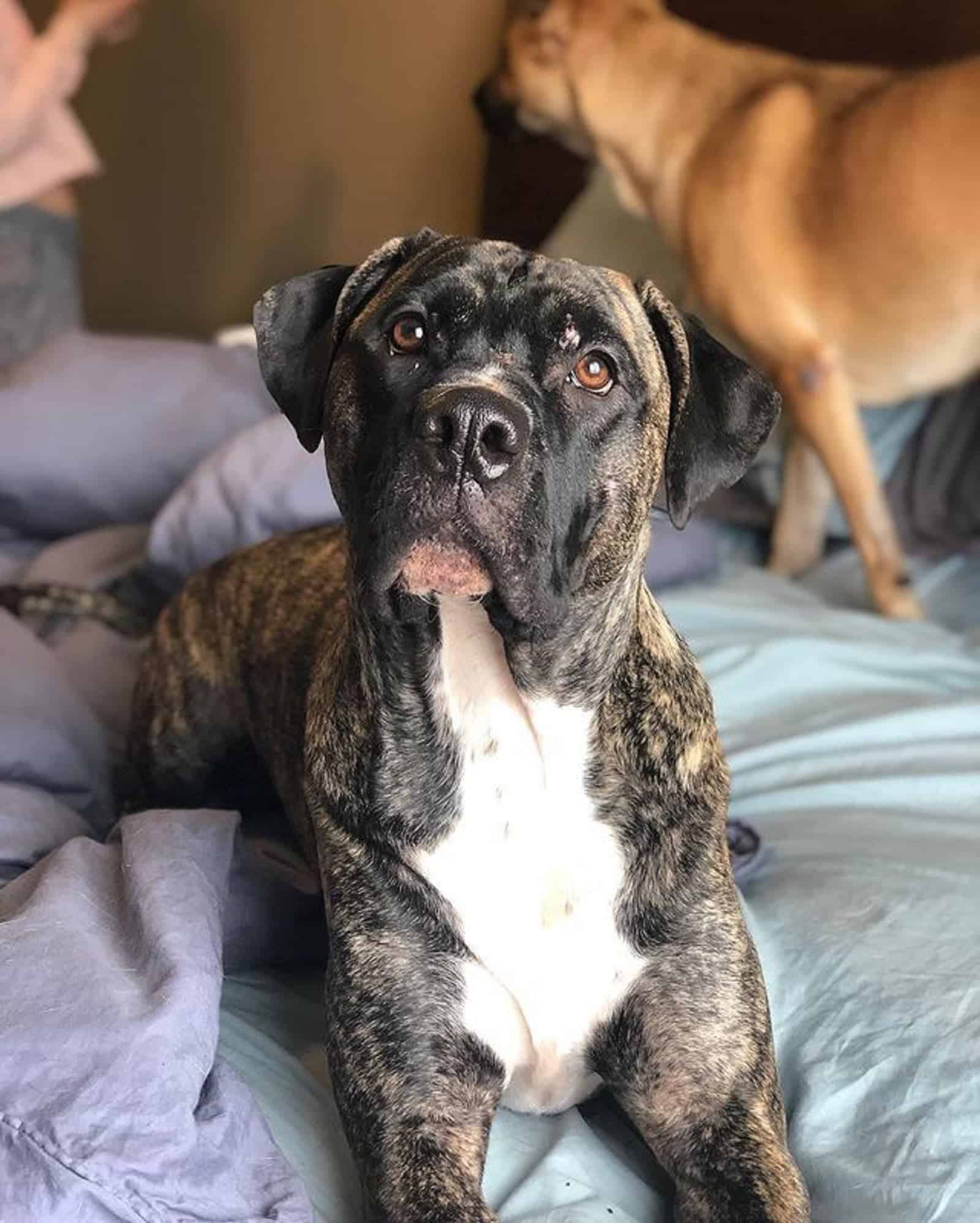 cane corso american bulldog lying on the bed