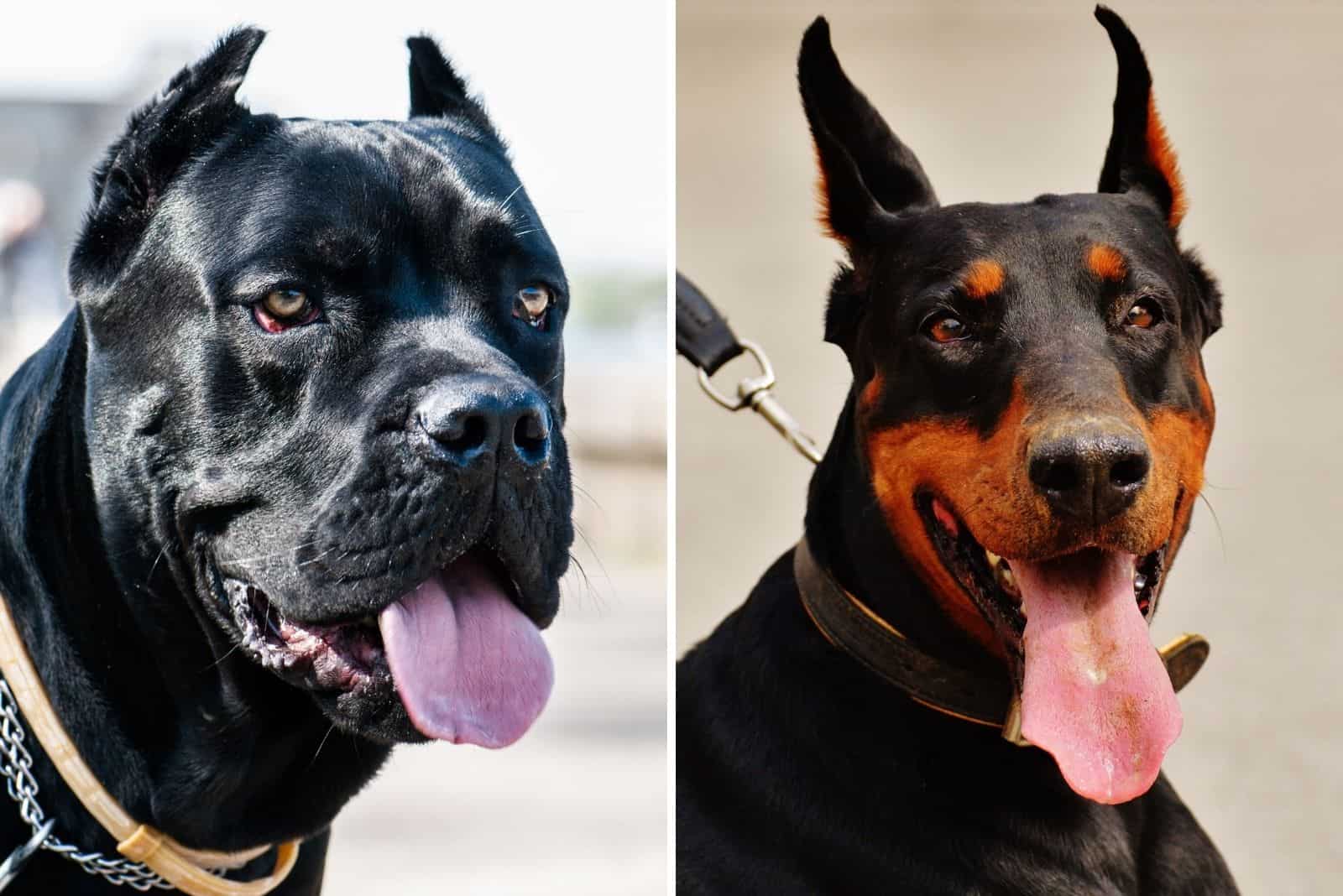 cane corso vs doberman face close-up