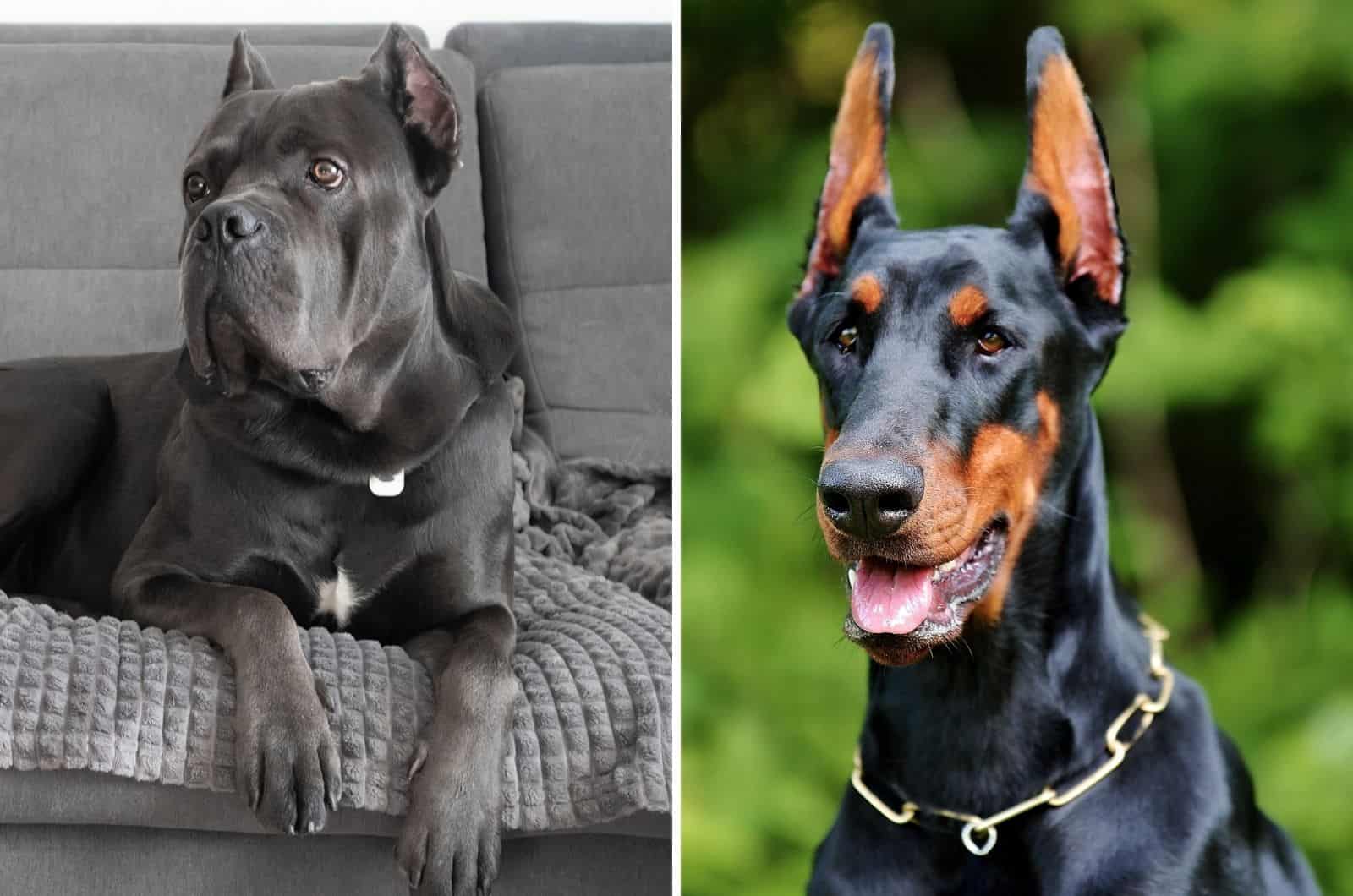 cane corso and doberman pinscher