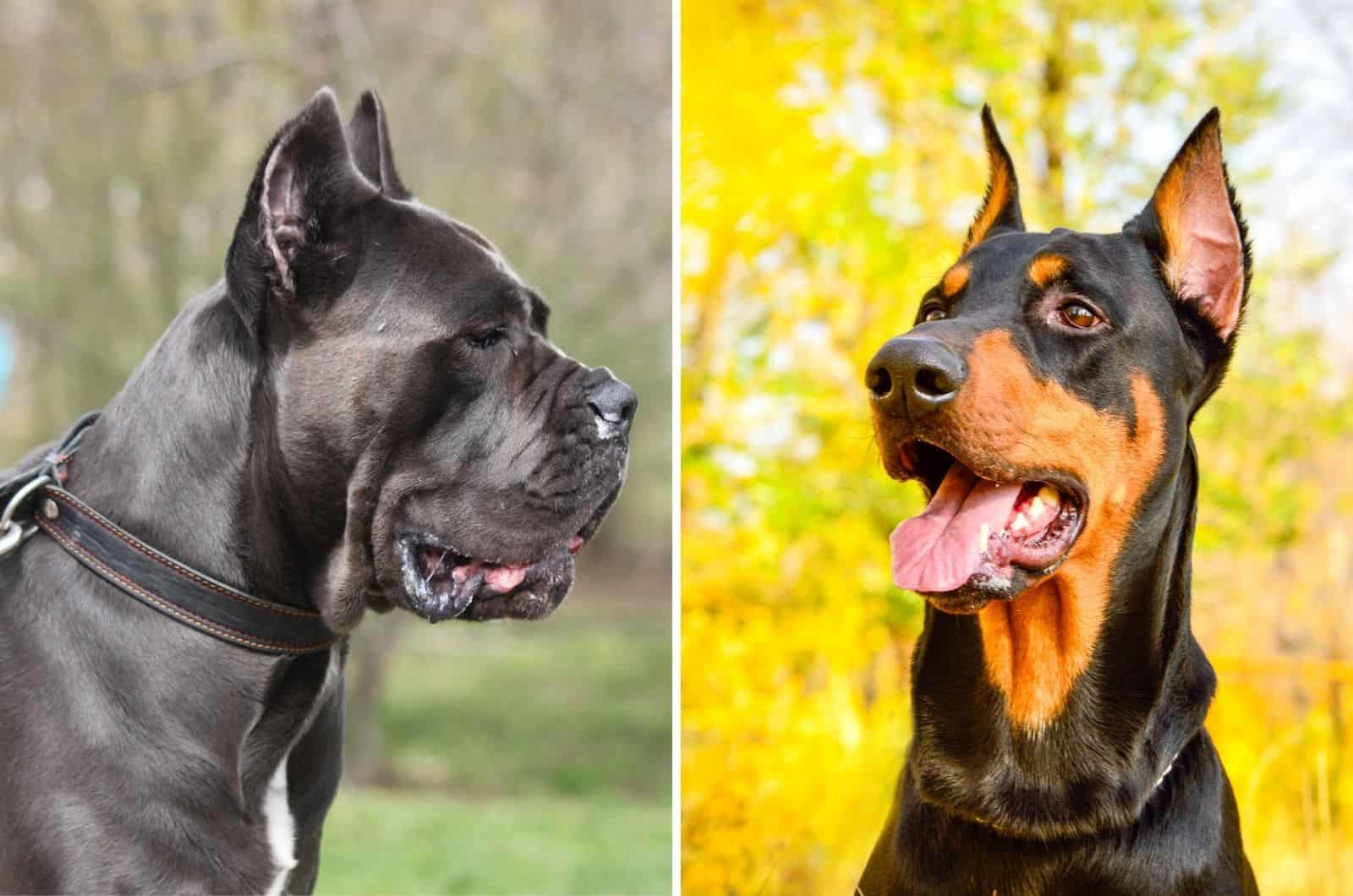 cane corso and doberman side by side