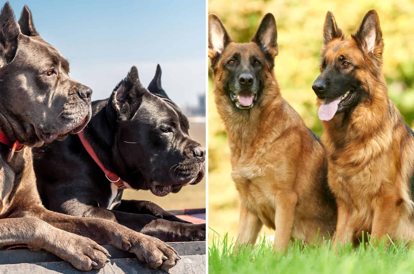 cane corso and GSD