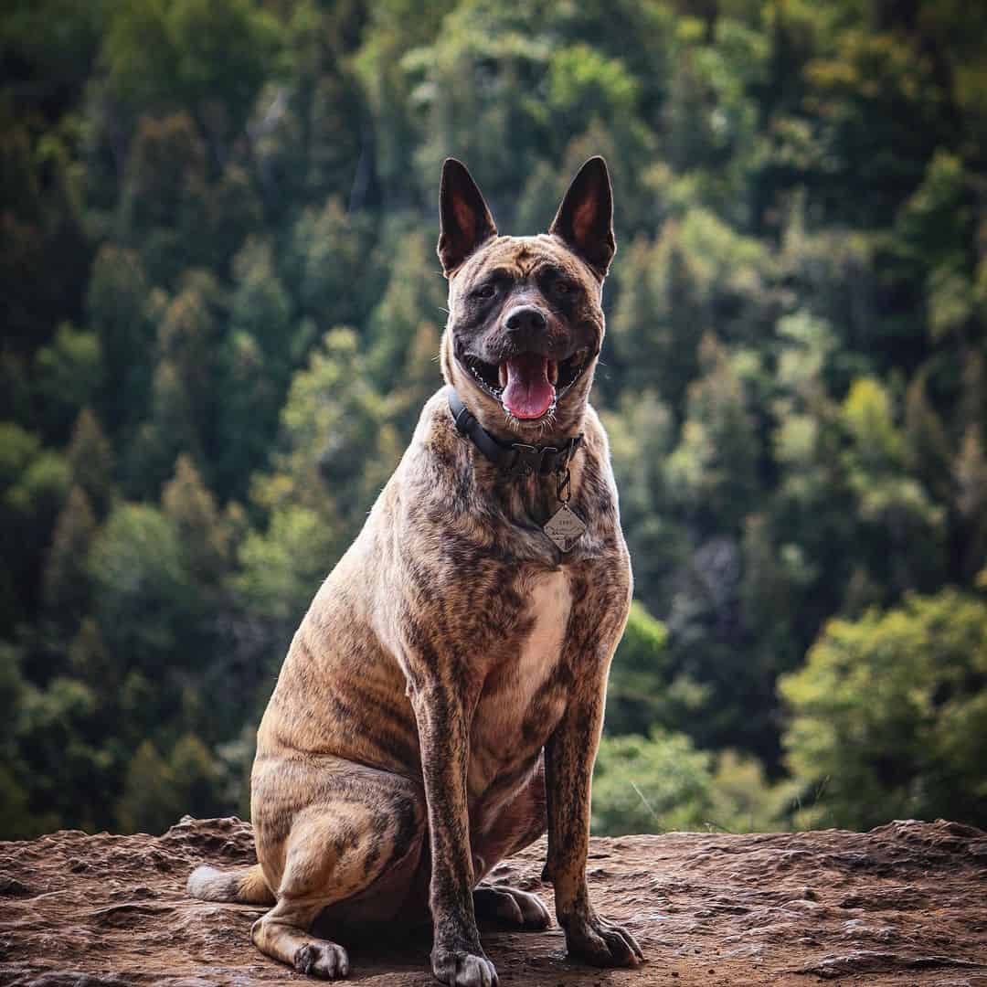 cane corso belgian malinois mix