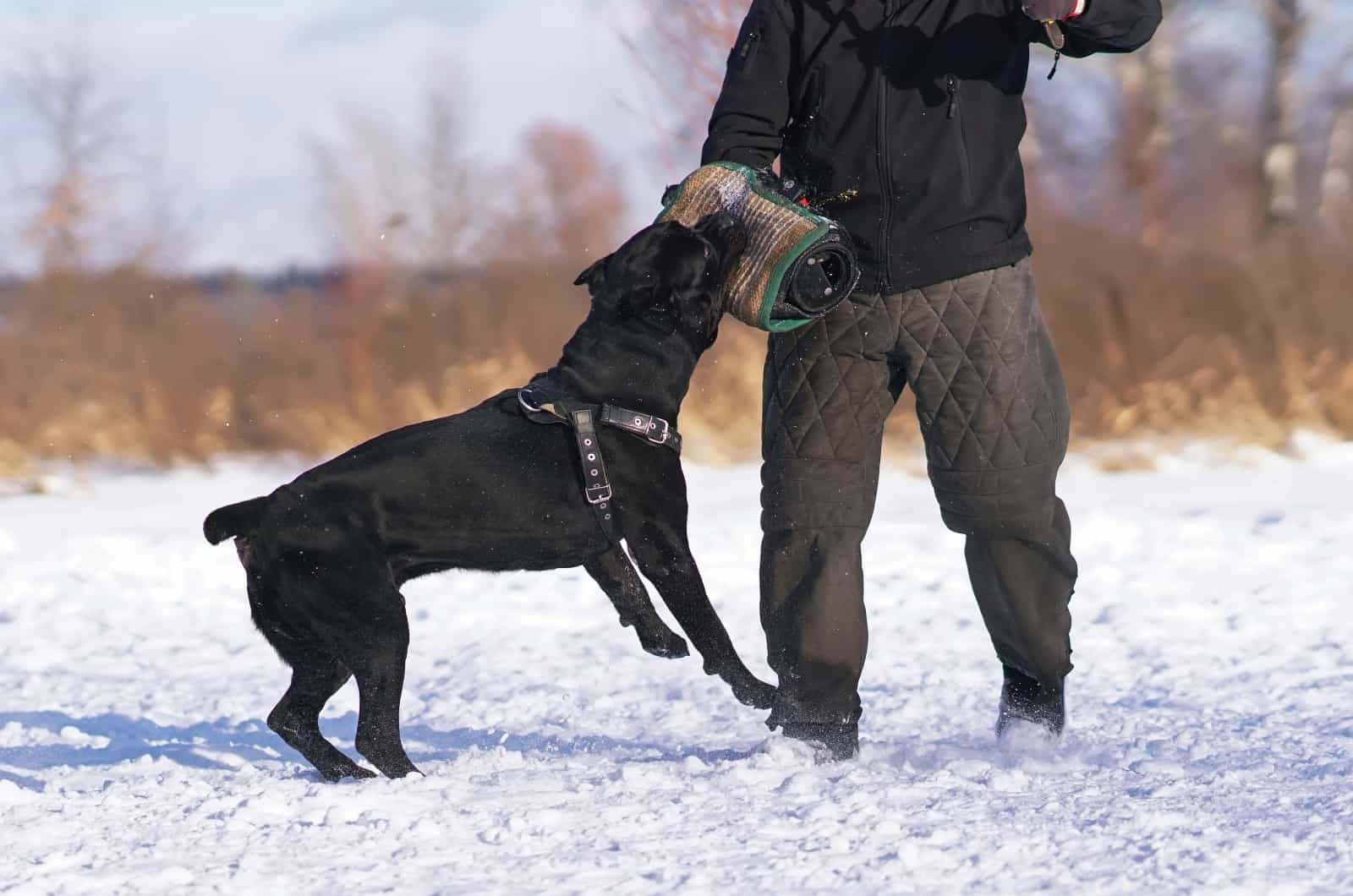 cane corso biting protected arm