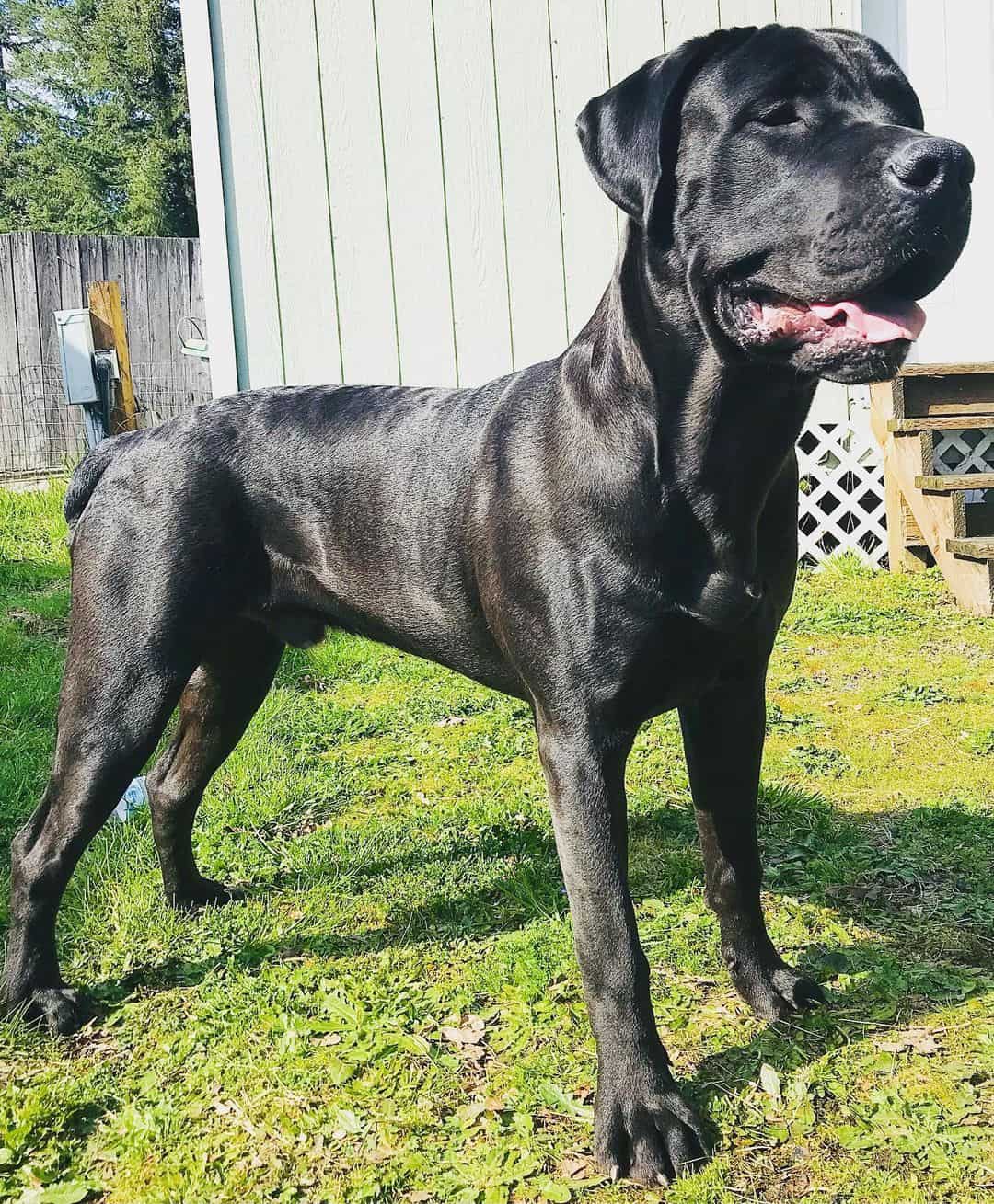 cane corso boerboel mix dog standing