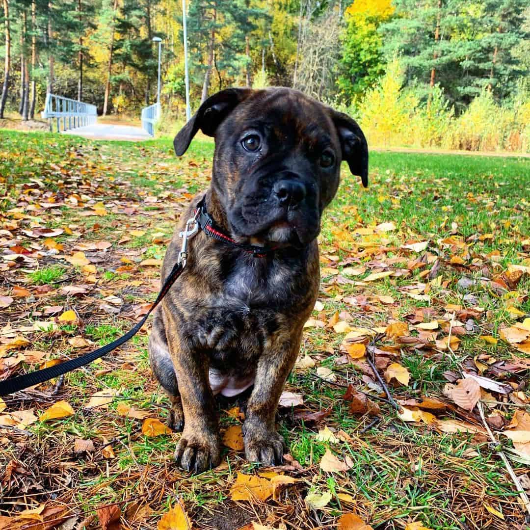 cane corso boerboel mix puppy