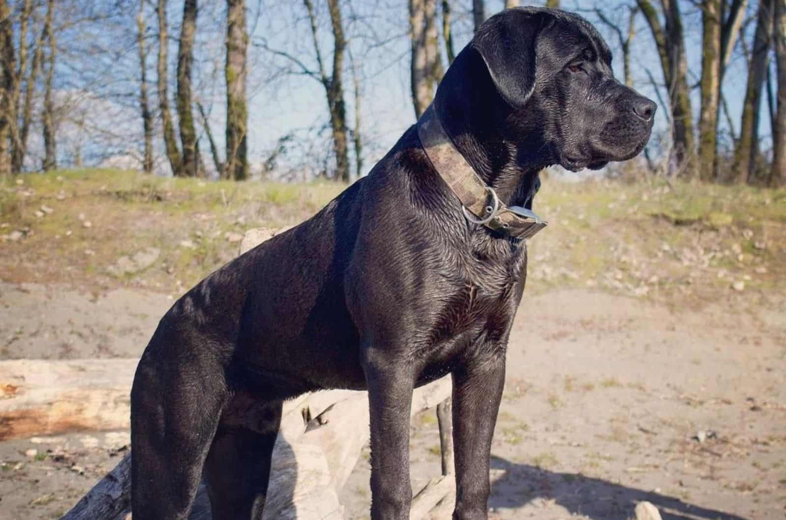 Cane Corso Boerboel Mix: The Giant Crossbreed Dog For You?