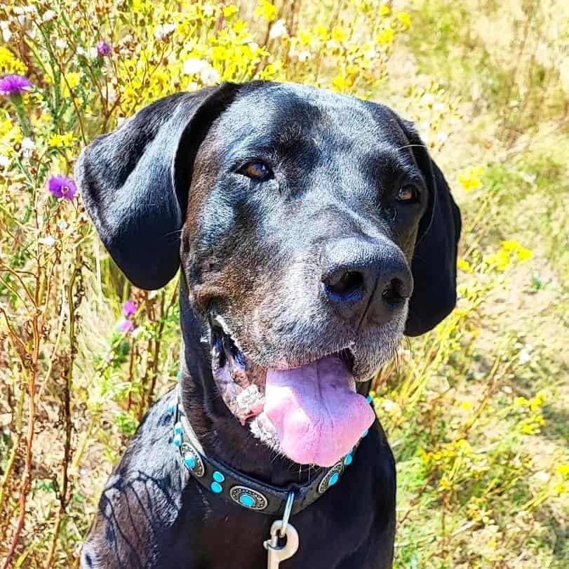 cane corso boerboel mix